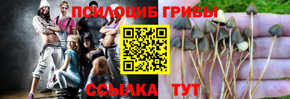 Галлюциногенные грибы Psilocybine cubensis Солнечногорск